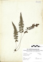 藏品(尾葉茯蕨)的圖片